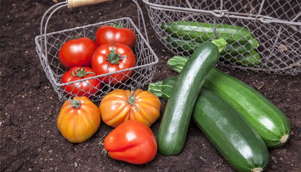 Gemüsemix (Tomaten, Zucchini)